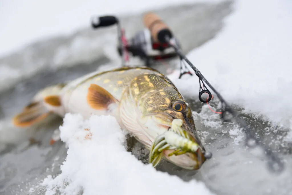 Freshly caught pike fish lying on the ice next to a fishing rod
