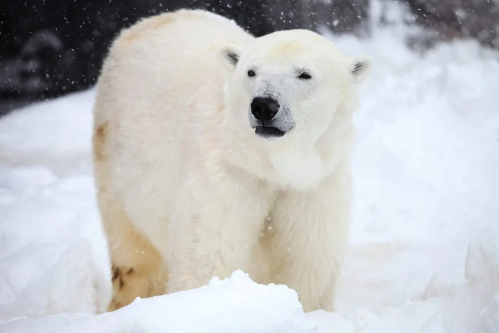 Close-up of a polar bear standing in the snow at Ranua Zoo