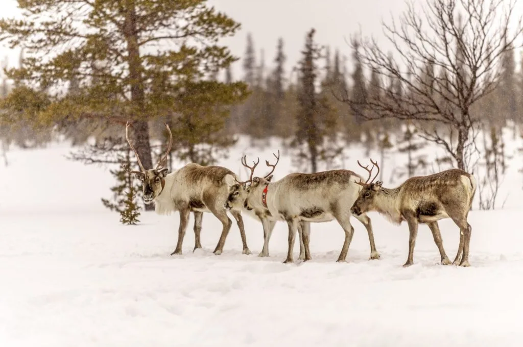 A herd of reindeer walking through a snowy forest in Lapland