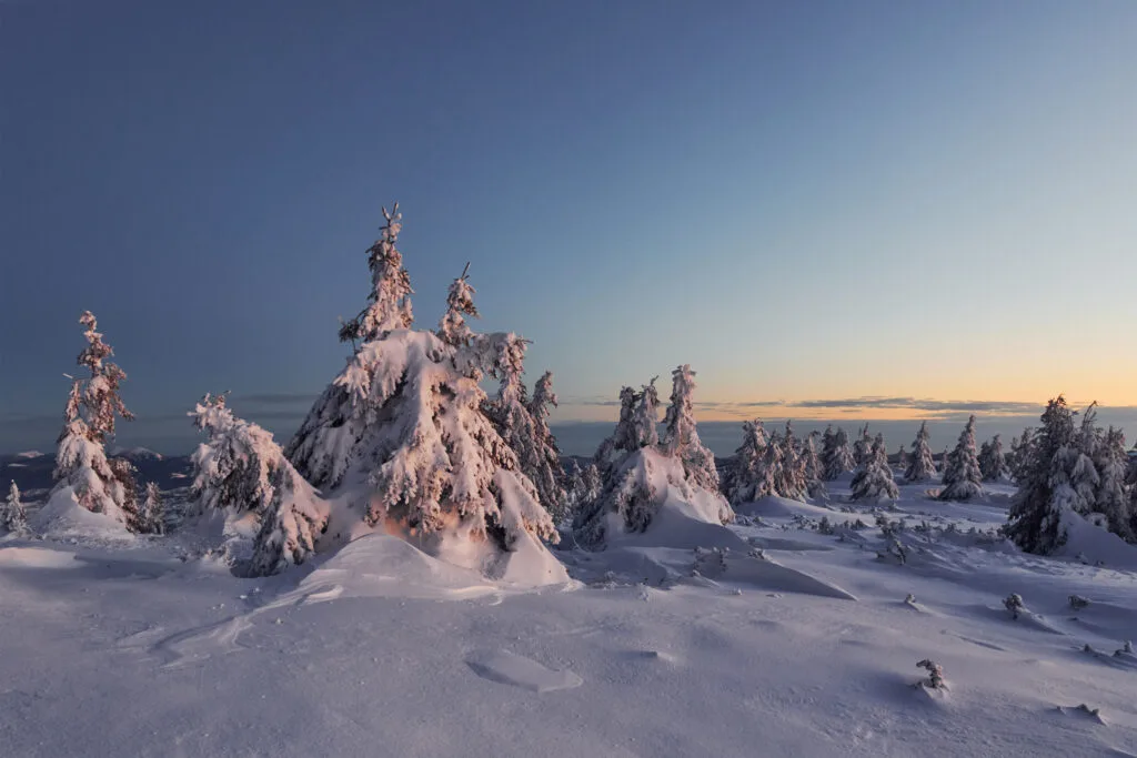 Snow-covered trees blanketed in deep winter snow at Riisitunturi National Park